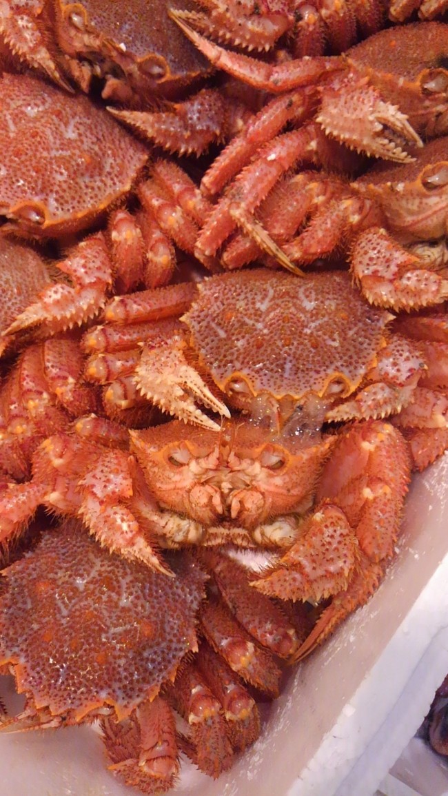 「北海道噴火湾 毛蟹」