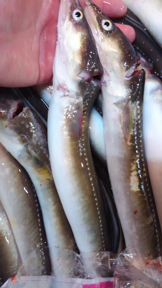 「山口　活け穴子」