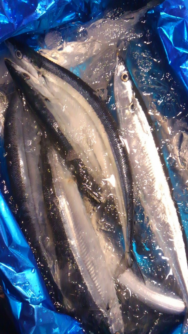 最盛期寸前!「北海道 新秋刀魚」