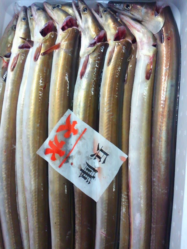 淡路岩屋の天然鯛