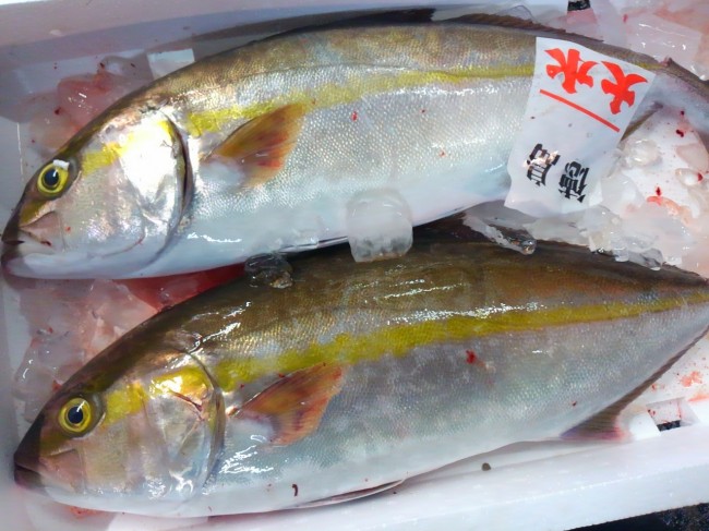 これ以上肥えようがないくらいパンパンに張った「徳島天然かんぱち」