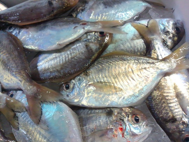 1枚目は大阪湾のもの。2枚目は淡路岩屋カネマサ水産の物。