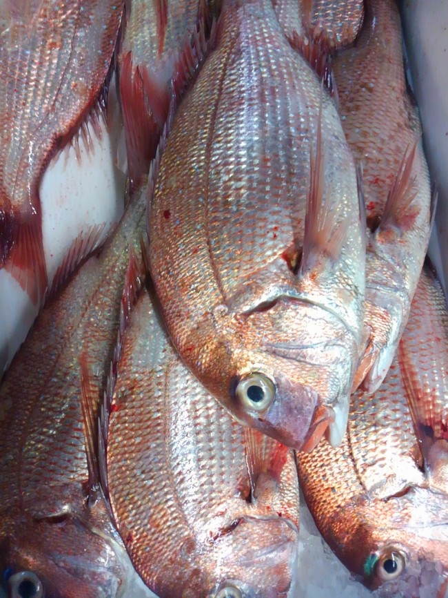 淡路岩屋の天然鯛