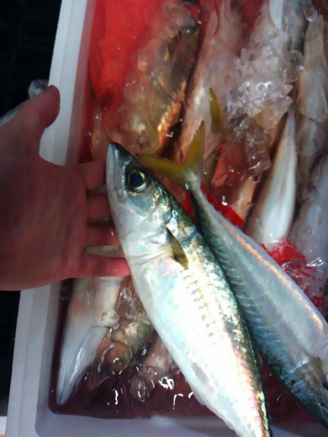 淡路カネマサ 追っ掛け鯖