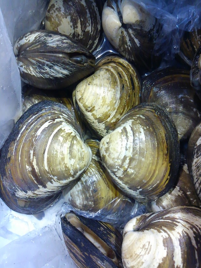 北海道 ほっき貝