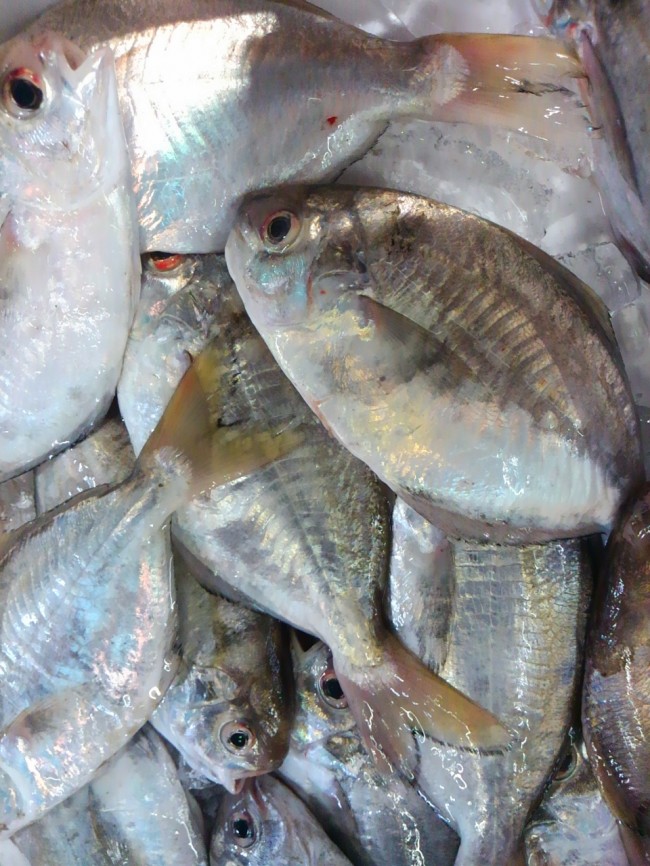 1枚目は大阪湾のもの。2枚目は淡路岩屋カネマサ水産の物。