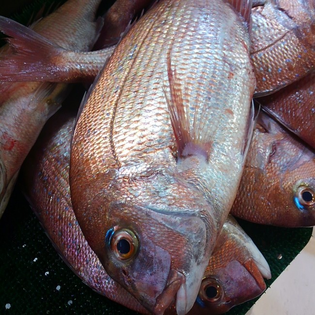 「淡路岩屋の天然鯛」
