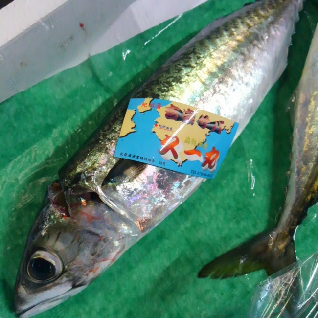 「和歌山吉宗さば」和歌由良のブランド鯖。