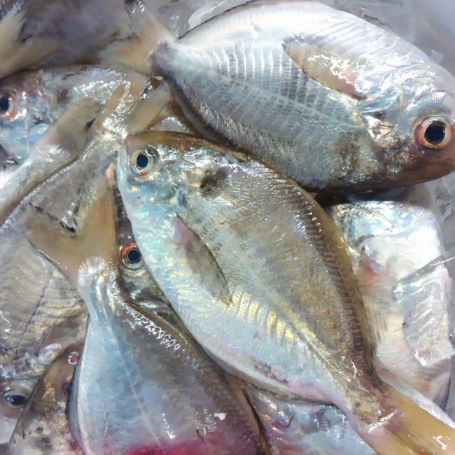 「淡路 もちのうお」