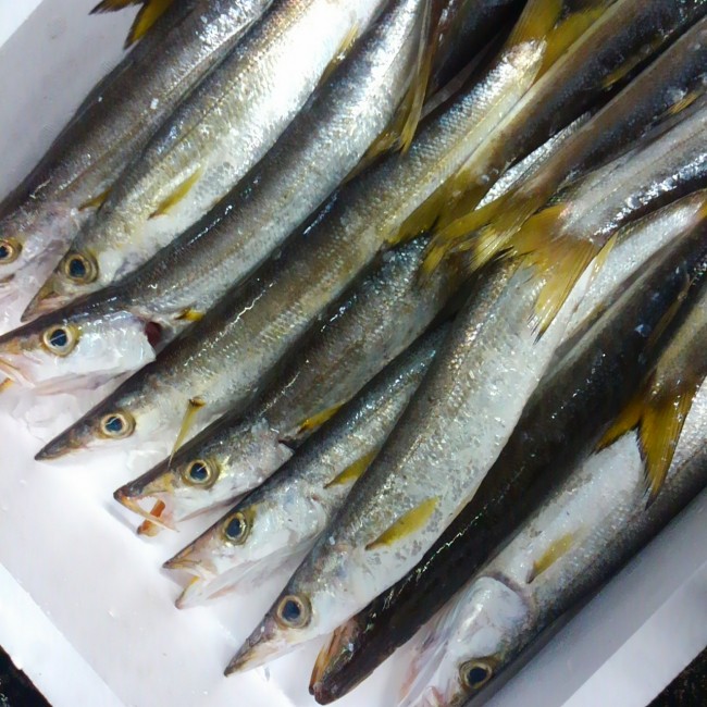 「鳥取かます」