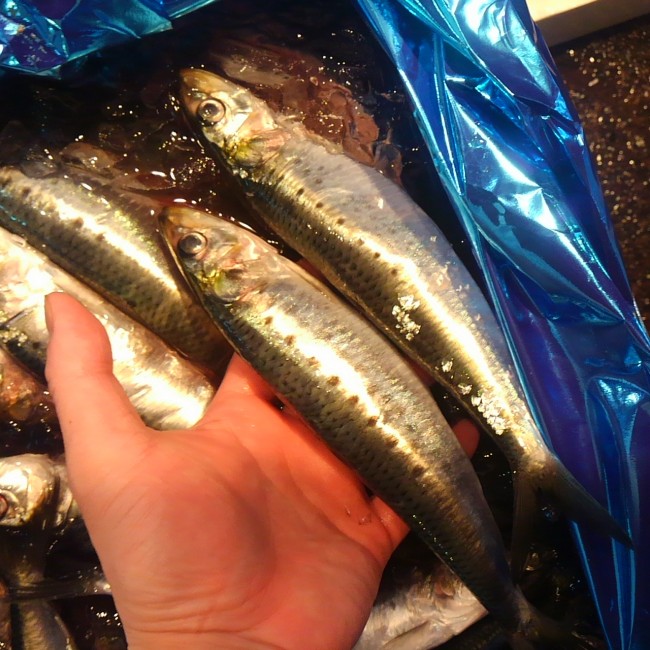 「青森 ジャンボ鰯」