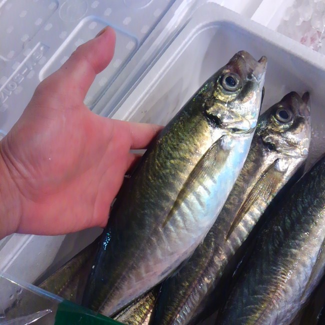 「長崎　地あじ」