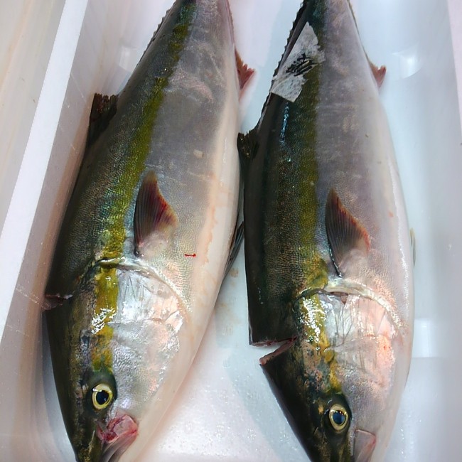 愛媛天然ハマチ