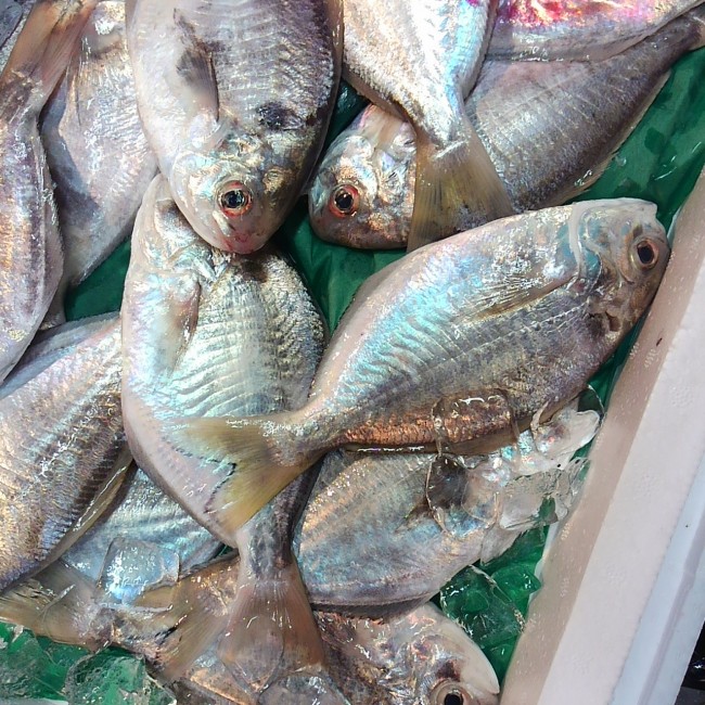 「淡路 もちのうお」