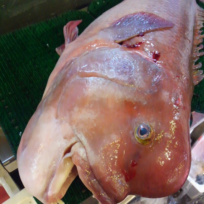 「淡路 こぶ鯛」