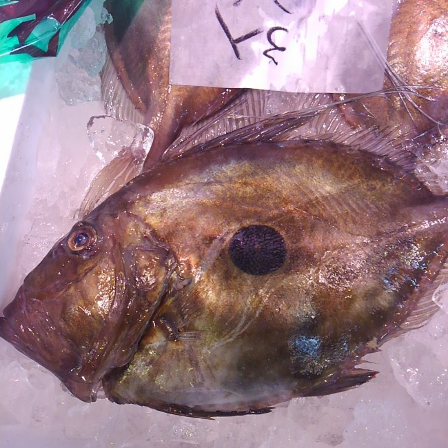 「新潟 まとうだい」