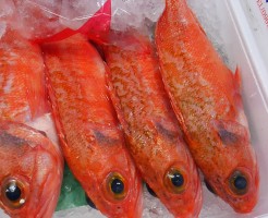 「長崎　ユメカサゴ」