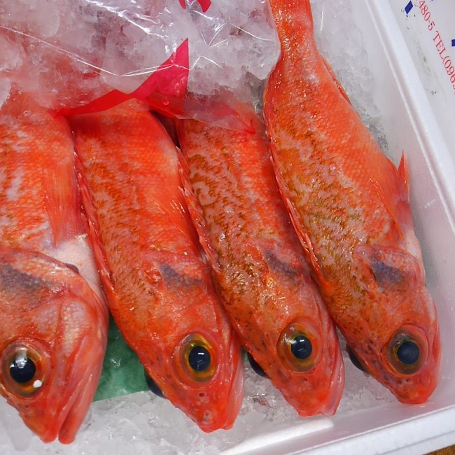 「長崎 ユメカサゴ」