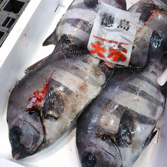 「徳島 石鯛」