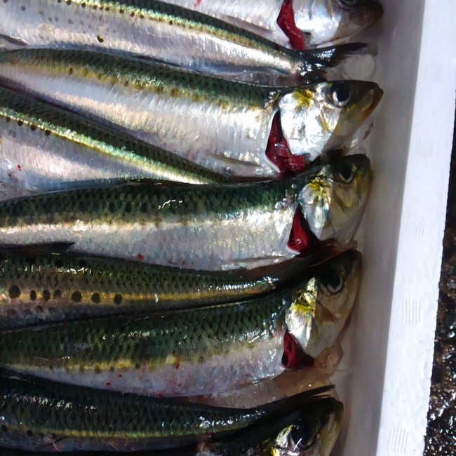 「石川　活け〆いわし」