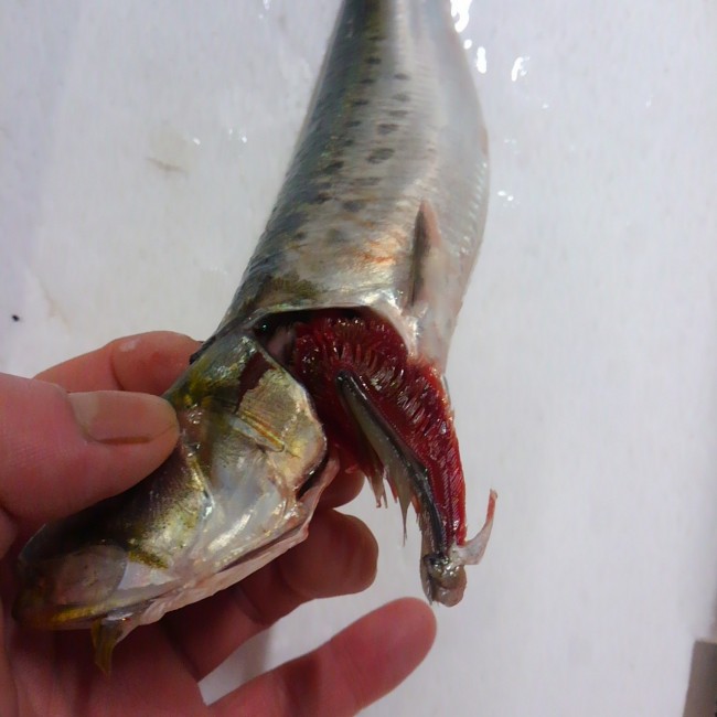 昔から「サバ折」という言葉があるように 釣ってすぐのサバの鰓の付け根を外し 同時に首を背側に向けて折る方法。