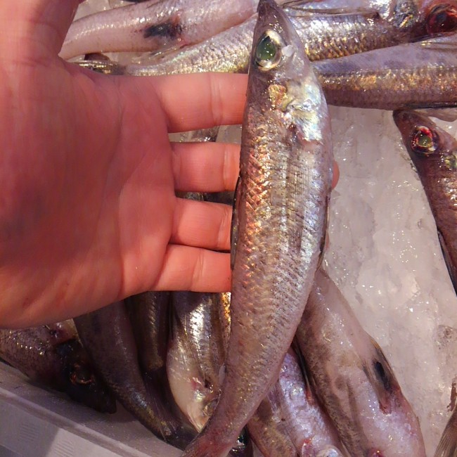 小さいのに非常に脂のりがよく ふわっとした感じの身は旨味がすごい！ 一瞬でこの魚のとりこになってしまったのです。  「愛媛　メヒカリ」