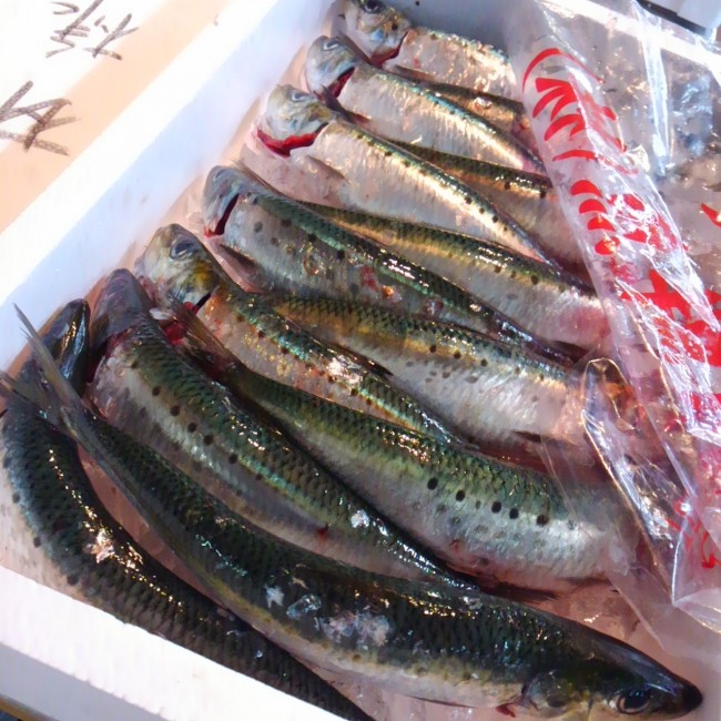 数多く水揚げのあった中から魚体のいい物を厳選し 1尾1尾首を折って活け〆 そのまま朝の便に間に合わせた「追っ掛けいわし」