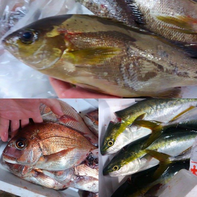 愛媛いさき 淡路天然鯛 三重活けつばす