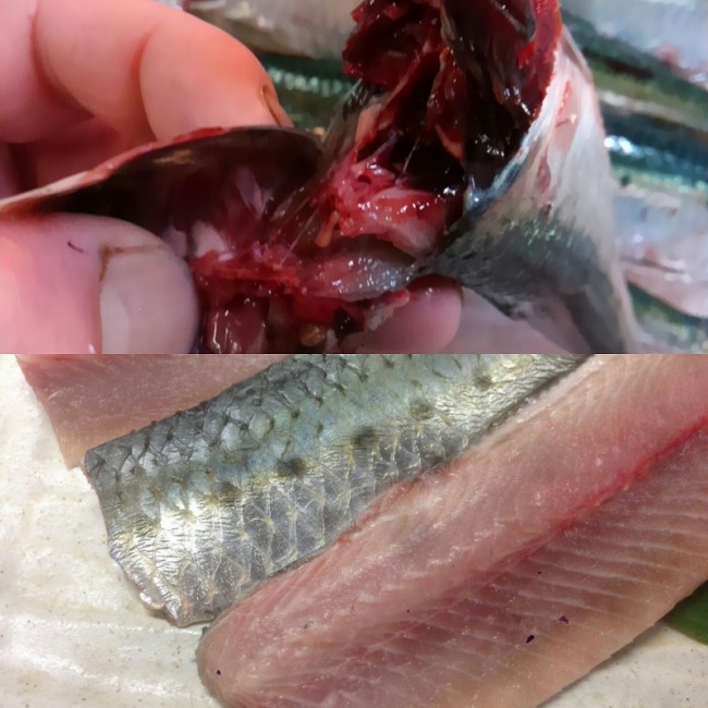 活け〆いわし