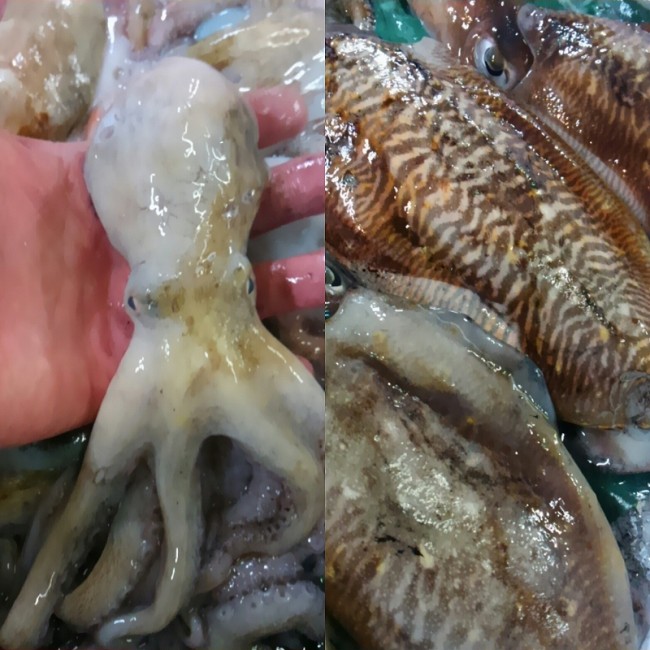 淡路の小蛸 石川活け針いか