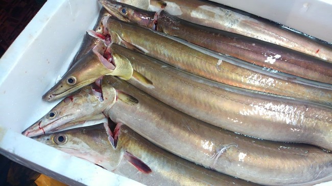 あ!今日も「愛媛の美味しい鱧」買ってます!