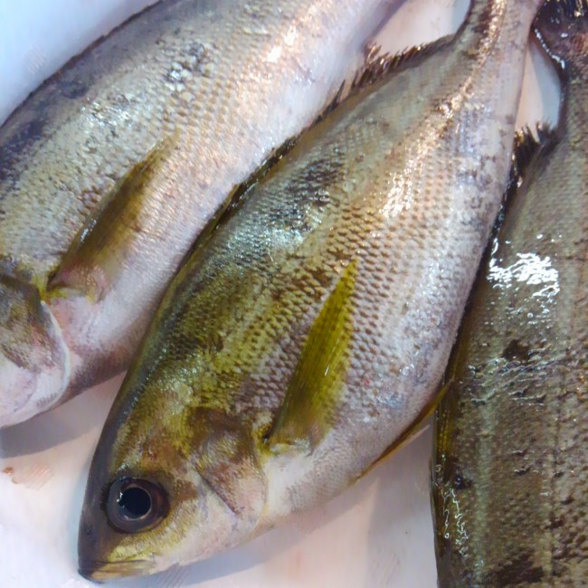 K「和歌山 いさき」