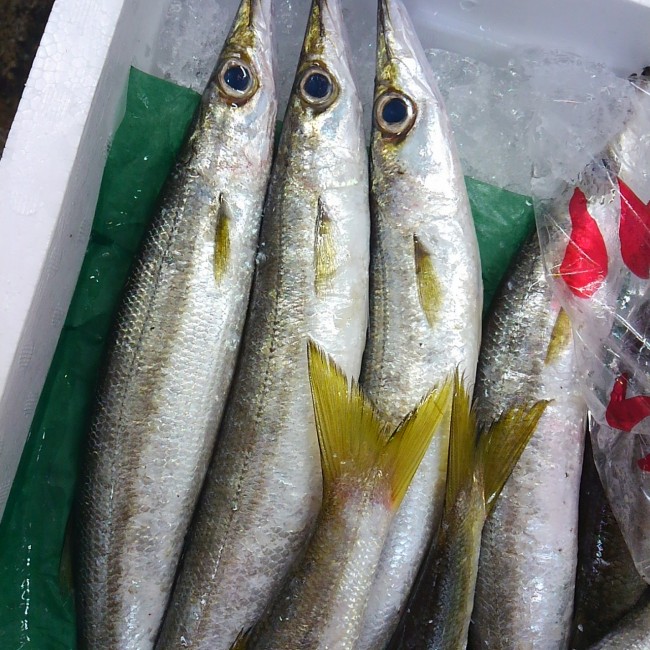 「宮崎　カマス」 本日はお造り・焼きにと多目に買ってあります！ 本日のコース料理の焼き魚にもこちらを使います！