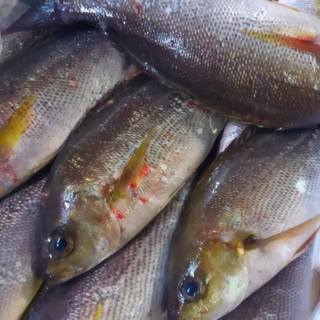 「淡路 天然いさき」