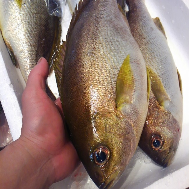 「愛媛 追っ掛け 岬(はな)イサキ」