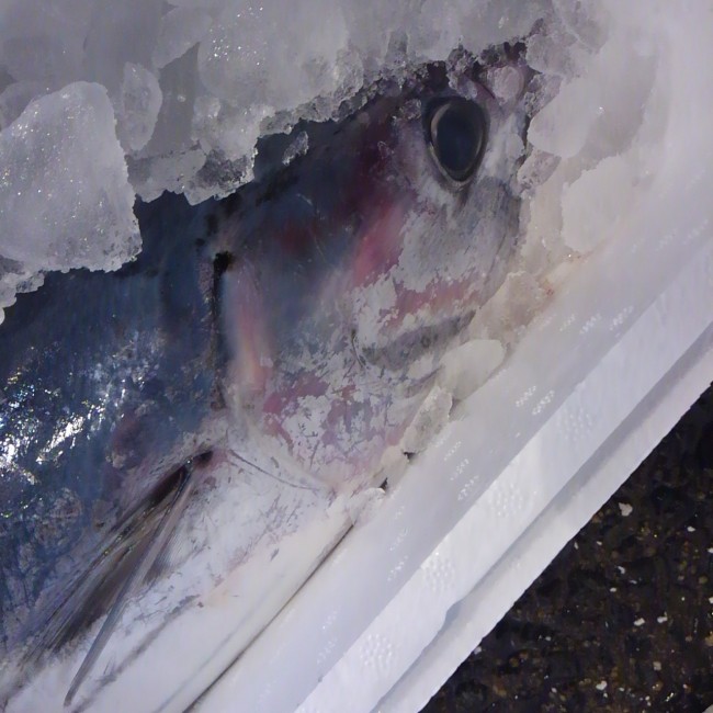 間違いなく本日着のもの! そしてこの面構え!! 所々すれたように見えるのは脂のある鰹の証!