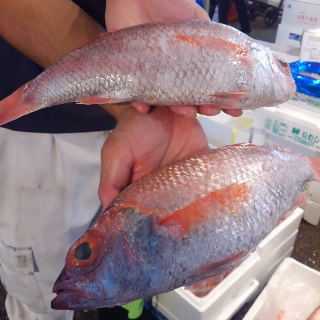 「のどぐろ」ではないでしょうか? 旨味あるしっとりした身に、 「白身のトロ」とも例えられる脂のり!今や押しも押されぬ超人気魚!