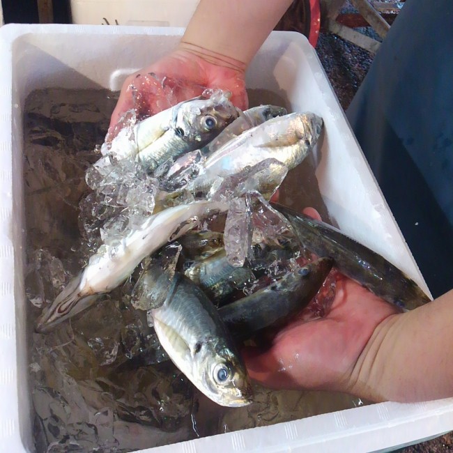 これだけ見ると『淡路の追っ掛け鯵』とそっくりですが 今日は『大阪産』