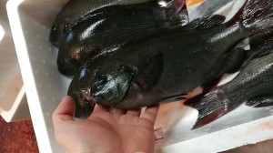 camerazoom-20170105063934662