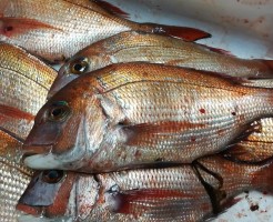 CameraZOOM-20170117064427131