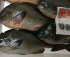 CameraZOOM-20170121063522643