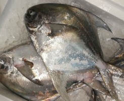 CameraZOOM-20170206065337388