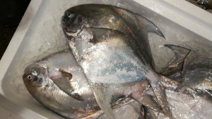 CameraZOOM-20170206065337388