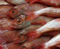 CameraZOOM-20170213080749956