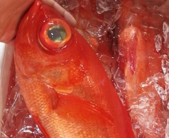 CameraZOOM-20170407070544468