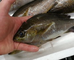 CameraZOOM-20170417062202084