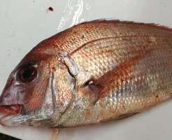 CameraZOOM-20170428071551114