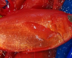 CameraZOOM-20170501063313175