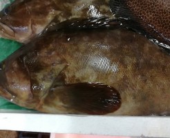 CameraZOOM-20170509063720837