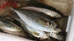 CameraZOOM-20170527062542597